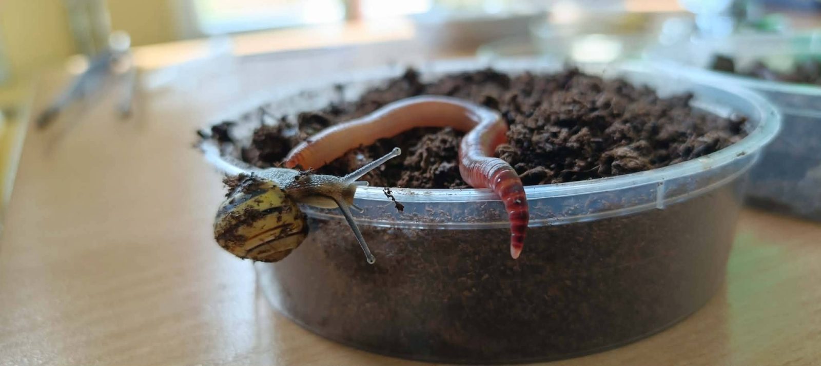 Miniatura